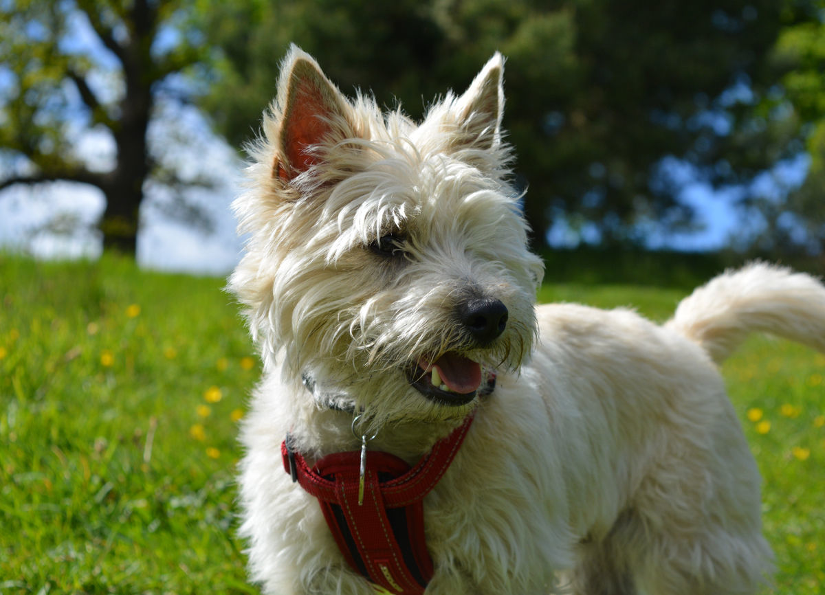 Cain Terrier